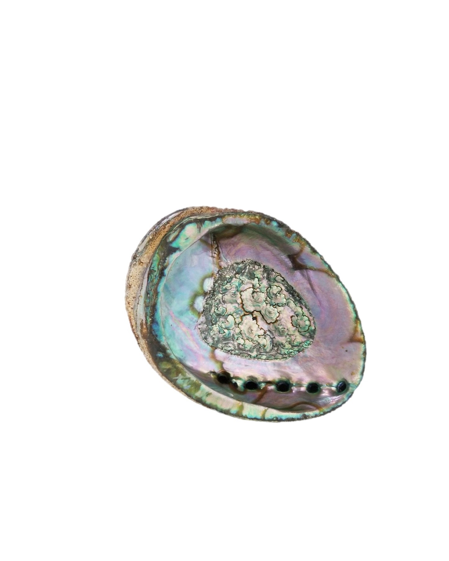 Smudge Ash Tray Burner - Abalone Shell - Large 5"-6"